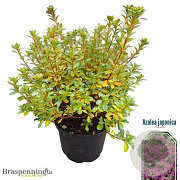 Rhododendron (AJ) 'Takako' 25-30 cm 4,0L