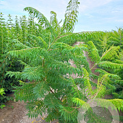 Rhus typhina 'Dissecta' 150-175 cm 20L