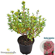 Rhododendron (AJ) 'Toreador' 20-25 cm 2,0L