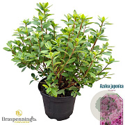 Rhododendron (AJ) 'Violetta' 20-25 cm 2,0L