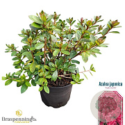 Rhododendron (AJ) 'Vuyk's Scarlet' 20-25 cm 2,0L
