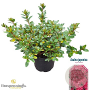 Rhododendron (AJ) 'Vuyk's Scarlet' 25-30 cm 4,0L