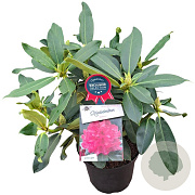 Rhododendron Walküre 30-40 cm 5,0L struik