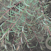 Salix purpurea 'Nancy Saunders' 125-150 cm 20L
