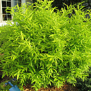 Salix udensis 'Golden Sunshine' 150-175 cm 20L