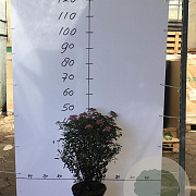 Spiraea jap. 'Genpei' 40-50 cm 5,0L