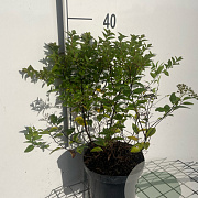 Spiraea jap. 'Manon' 30-40 cm 3,0L