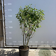 Syringa v. 'And. an Ludwig Späth' 150-175 cm 35L