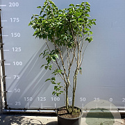 Syringa v. Beauty of Moscow 175-200 cm 35L