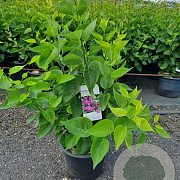 Syringa v. 'Charles Joly' 100-125 cm 20L