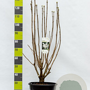 Syringa v. 'Mme Lemoine' 100-125 cm 20L