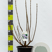 Syringa v. 'Michel Buchner' 100-125 cm 20L