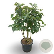 Syringa v. 'Michel Buchner' 125-150 cm 35L