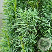 Taxus b. 'Fastigiata' 100-125 cm 20L