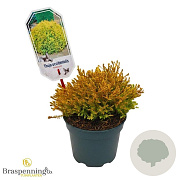 Thuja occ. 'Rheingold' 20-25 cm 2,0L