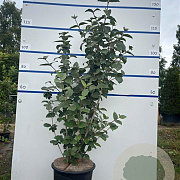 Viburnum carlcephalum 150-175 cm 20L