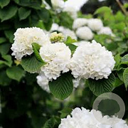 Viburnum plic. 'Grandiflorum' 175-200 cm cont. 80L