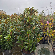 Magnolia grandiflora 160-180 cm container