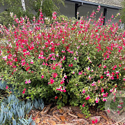 Salvia micr. 'Hot Lips' plantgoed P9