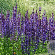 Salvia nem. 'Mainacht' plantgoed P9