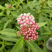 Asclepias inc. 'Soulmate' GM P9