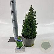Chamaecyparis t. 'Top Point' 25-30 cm 3,0L