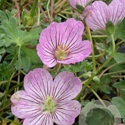 Geranium 'Alice' GM P9
