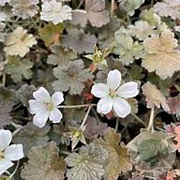 Geranium 'Rothbury Red' GM P9