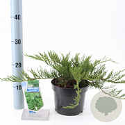 Juniperus sabina 'Tamariscifolia' 20-25 cm 3,0L