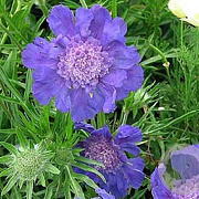 Scabiosa cauc. 'Fama' GM P9