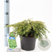 Tsuga can. 'Jeddeloh' 20-25 cm 3,0L