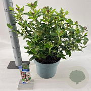 Viburnum tin. 'Eve Price' 35-45 cm 5,0L