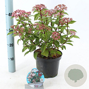 Viburnum tin. Spirit 30-35 cm 3,0L