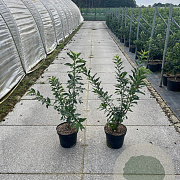 Euonymus europaeus 60-80 cm 7,5L