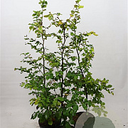 Fagus sylvatica 100-125 cm 7,5L