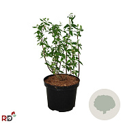 Philadelphus 'Snowbelle' 30-40 cm 3,0L