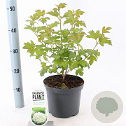 Viburnum opulus 'Roseum' 30-40 cm 3,0L