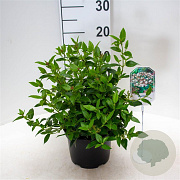 Viburnum tinus 25-30 cm 3,5L