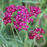 Achillea m. 'Sammetriese' GM P9 BIO