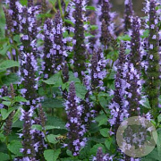 Agastache 'Astello Indigo' GM P9 BIO