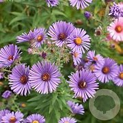 Aster tataricus 'Jindai' GM P9 BIO