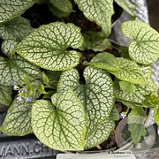 Brunnera macr. 'Alexanders Great' GM P9 BIO