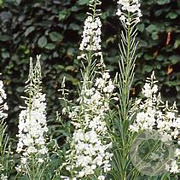 Epilobium ang. 'Album' GM P9 BIO