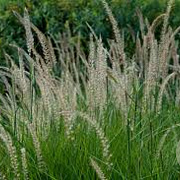 Pennisetum or. 'Fairy Tails' GM P9 BIO