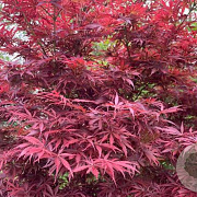 Acer pal. 'Jerre Schwartz' 100-125 cm 25L najaarspotting