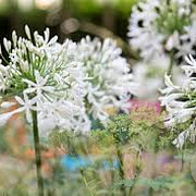 Agapanthus 'White Triumphator' GM P9