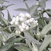 Anaphalis tripl. 'Silberregen' GM P9