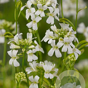 Arabis f.-c. 'Old Gold' GM P9