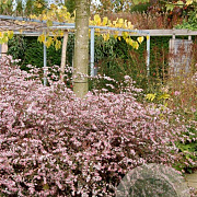 Aster l. 'Horizontalis' GM P9