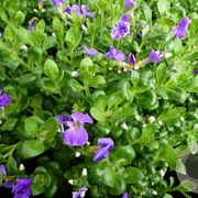 Aubrieta gr. 'Kitte' GM P9